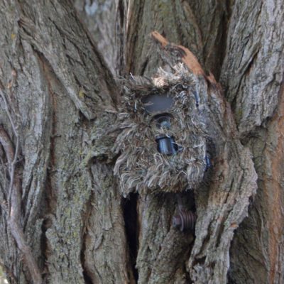 Camouflage 3D Piège photo / Enregistreur passif